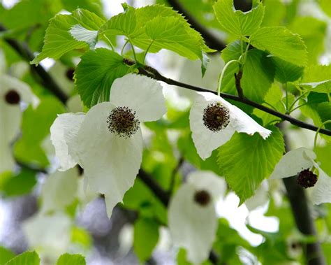 Handkerchief Tree Davidia Involucrata