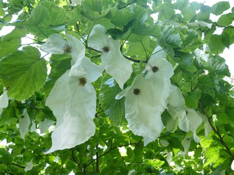 Handkerchief Tree In Visby Sweden At The Dbw Botantical Gardens