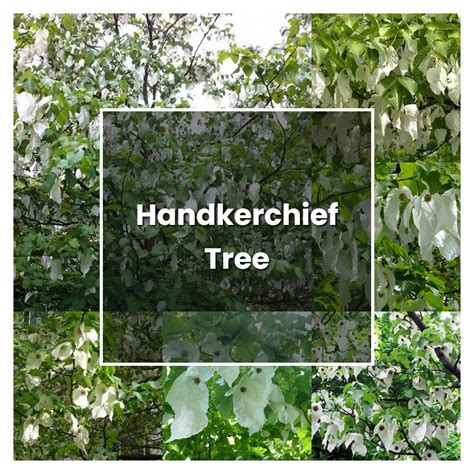 Handkerchief Tree Plant: Easy Care Tips