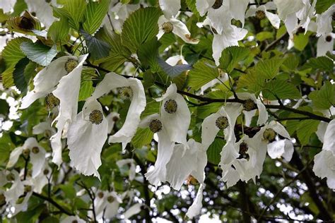 Handkerchief Tree Tree Seeds Unusual Flowers Trees And Shrubs