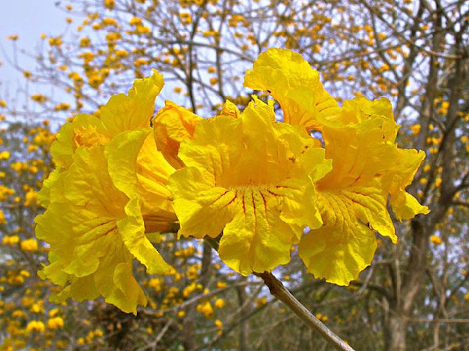 Handroanthus Chrysanthus Yellow Or Golden Trumpet Tree Bloom