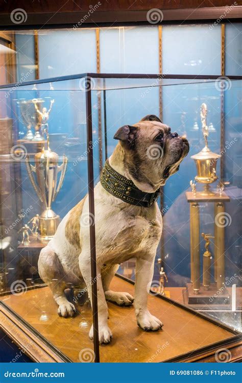 Handsome Dan Of Yale University Editorial Photo Image Of Bulldog