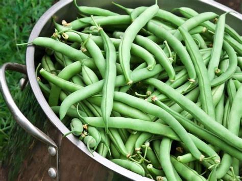 Harvest Time For Green Beans