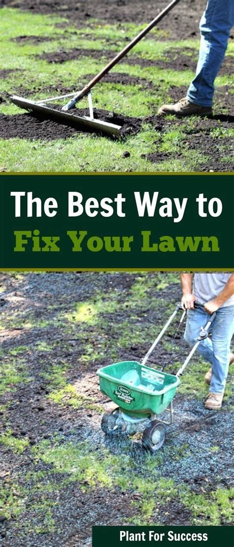 Hawksbeard Control: Fix Your Lawn