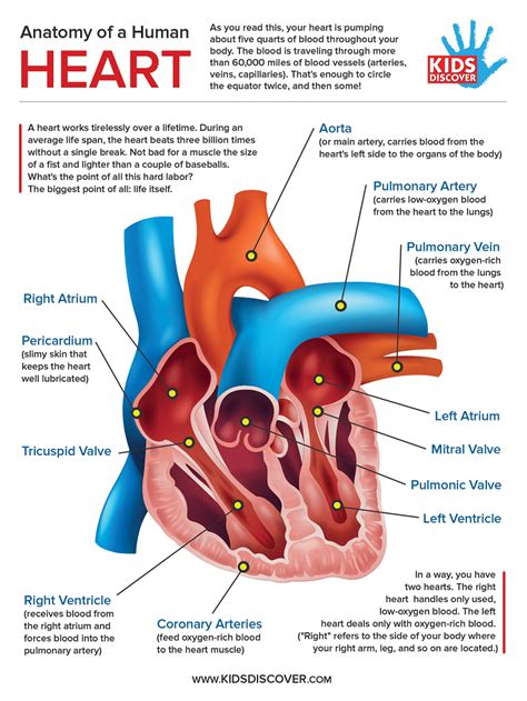 Heart Diagram And Its Functions Structure And Function Of He