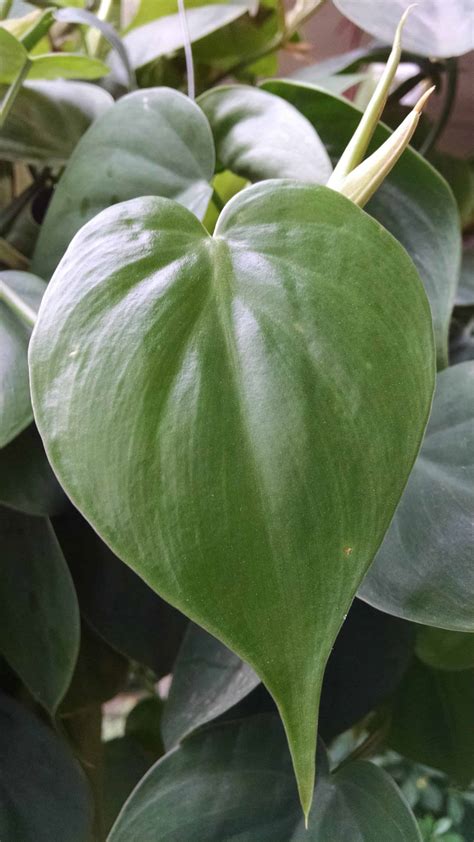 Heartleaf Philodendron Key Characteristics