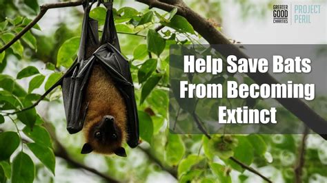 Help Save Bats Youtube