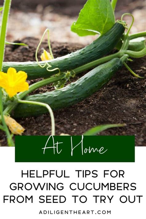 Helpful Tips For Growing Cucumbers From Seed To Try Out