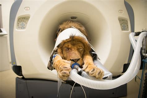 Here Amp 39 S A Lion Getting A Cat Scan Live Science