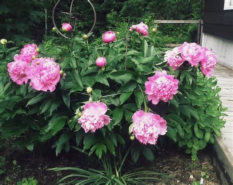 Here S How To Select Plant And Care For Peonies Chatelaine