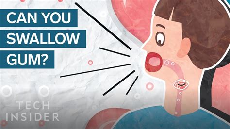 Here S What Happens In Your Body When You Swallow Gum The Human Body