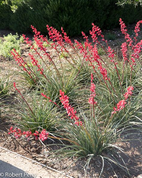 Hesperaloe Parviflora Brakelights Brakelights Red Yucca California