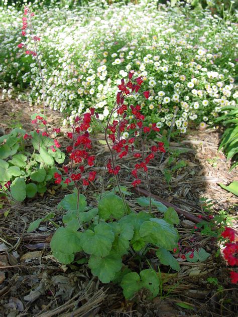 Heuchera Sanguinea Coral Bells Care And Culture Travaldo S Blog