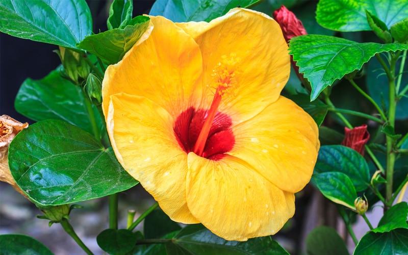 Hibiscus The Complete Care And Growing Guide With Pictures