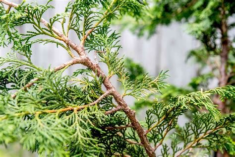 Hinoki Cypress Guide: Grow Perfectly