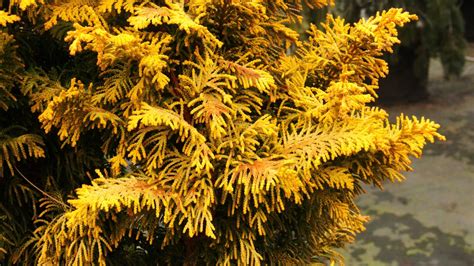 Hinoki Cypress Tetragona Aurea Chamaecyparis Obtusa Tetragona Aurea