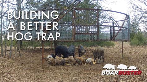 Hog Trapping