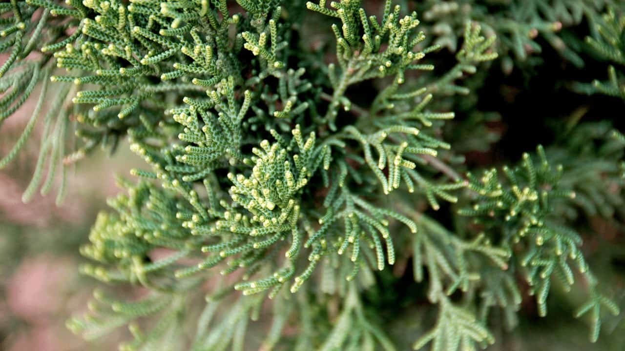 Hollywood Juniper Care Tips