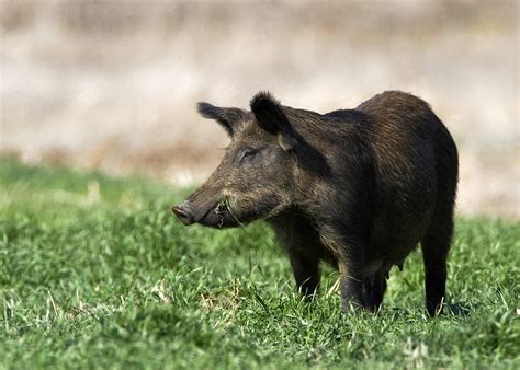 Home Wild Pig Info Mississippi State University Extension Service