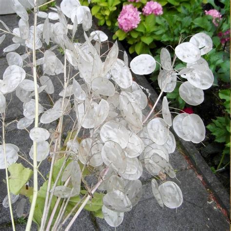 Honesty Money Plant Silver Dollar Lunaria Biennis Annua 50 Seeds