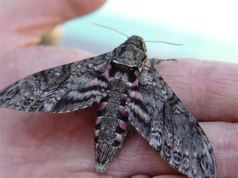 Horn Worm Moth