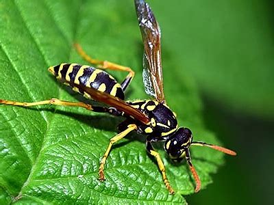 Hornets Wasps General Common Pests In South Florida