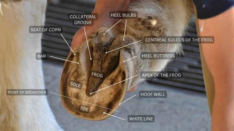 Horse Hoof Anatomy: Understand Your Horse's Health