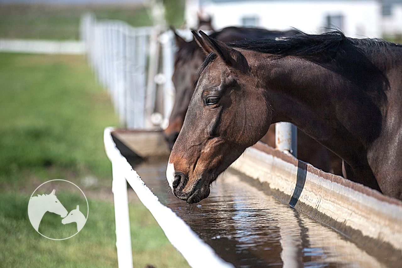 Horse Water Trough Care: Healthier Horses Guaranteed