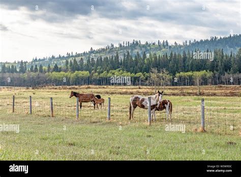 Horses On The Stoney Indian Reserve At Morley Alberta Canada Stock