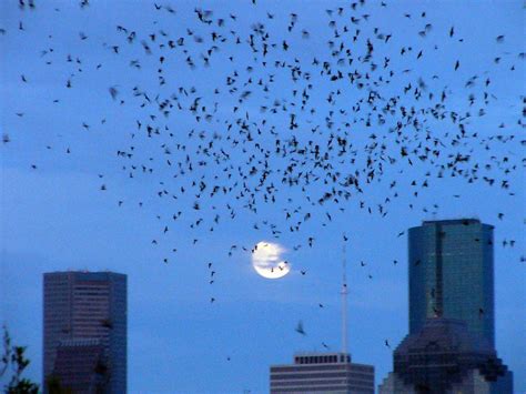 Houston In Pics Houston Bat Colony