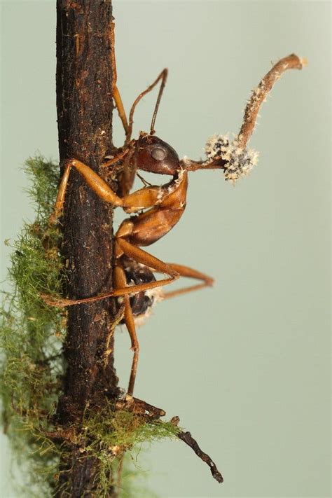 How A Fungus Turns Ants Into Zombies