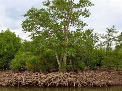 How And Why Mangroves Can Grow In Freshwater Tree Journey