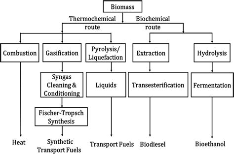 How Biomass Is Converted? Easy Guide