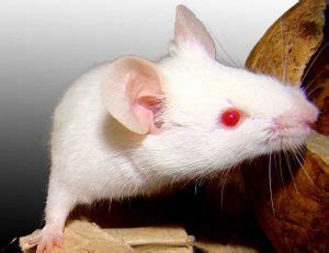 How Blind Are Mice? Eye Sight Answers