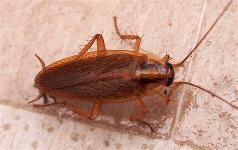 How Dangerous Are German Cockroaches In Mooresville