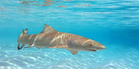 How Dangerous Are Lemon Sharks?