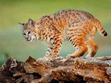 How Deadly Are Bobcats? Protection Advice