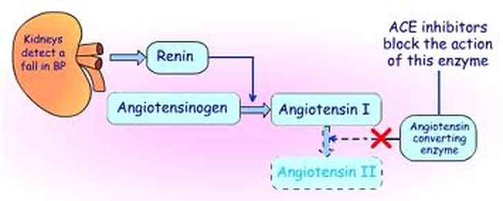 How Do Ace Inhibitors Work? Medication Help