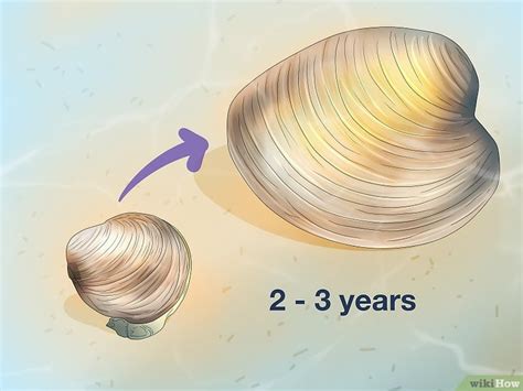 How Do Clams Reproduce Fertilization Life Cycle More