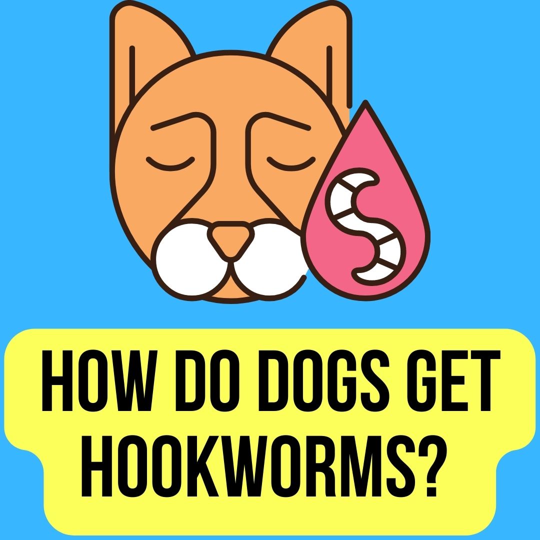 How Do Dogs Get Hookworms