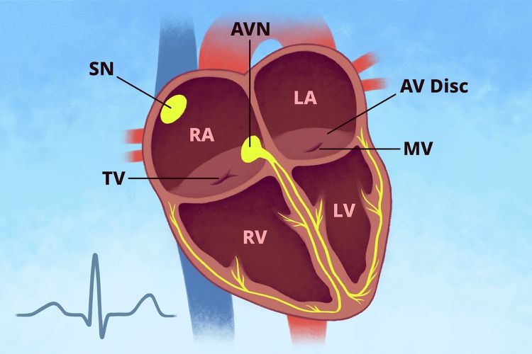 How Do Electrical Heart Impulses Work? Simple Guide