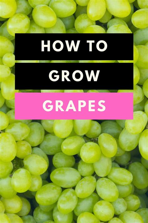 How Do Grapes Grow? Ideal Climate Guide