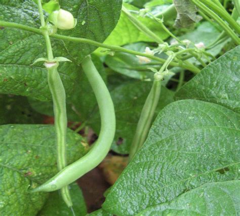 How Do Green Beans Grow In A Garden How To Grow Green Beans