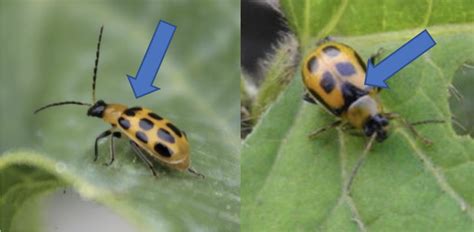 How Do I Identify Cucumber Beetles Current Cucurbit