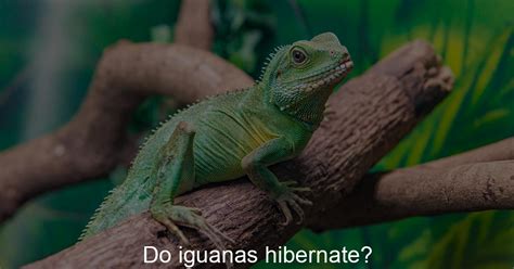 How Do Iguanas Hibernate? Safety Guide