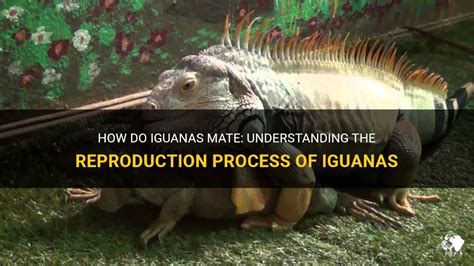 How Do Iguanas Mate Understanding The Reproduction Process Of Iguanas