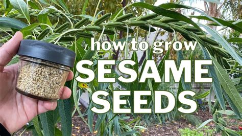 How Do Seeds Help Villages? Sustainable Growth Tips