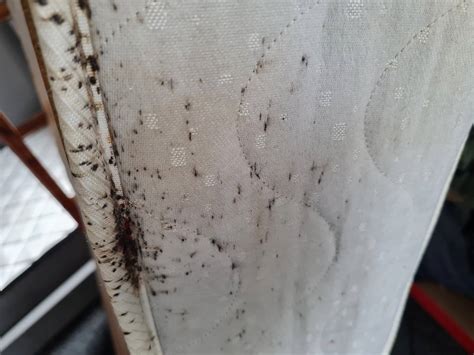 How Do You Check A Mattress For Bed Bugs Bed Western