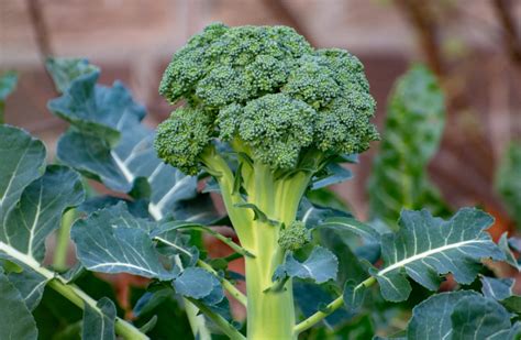 How Do You Grow Broccoli