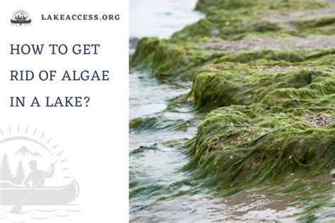 How Does Algae Harm Trees? Prevention Guide